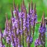 vervain 1