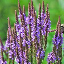 vervain 1