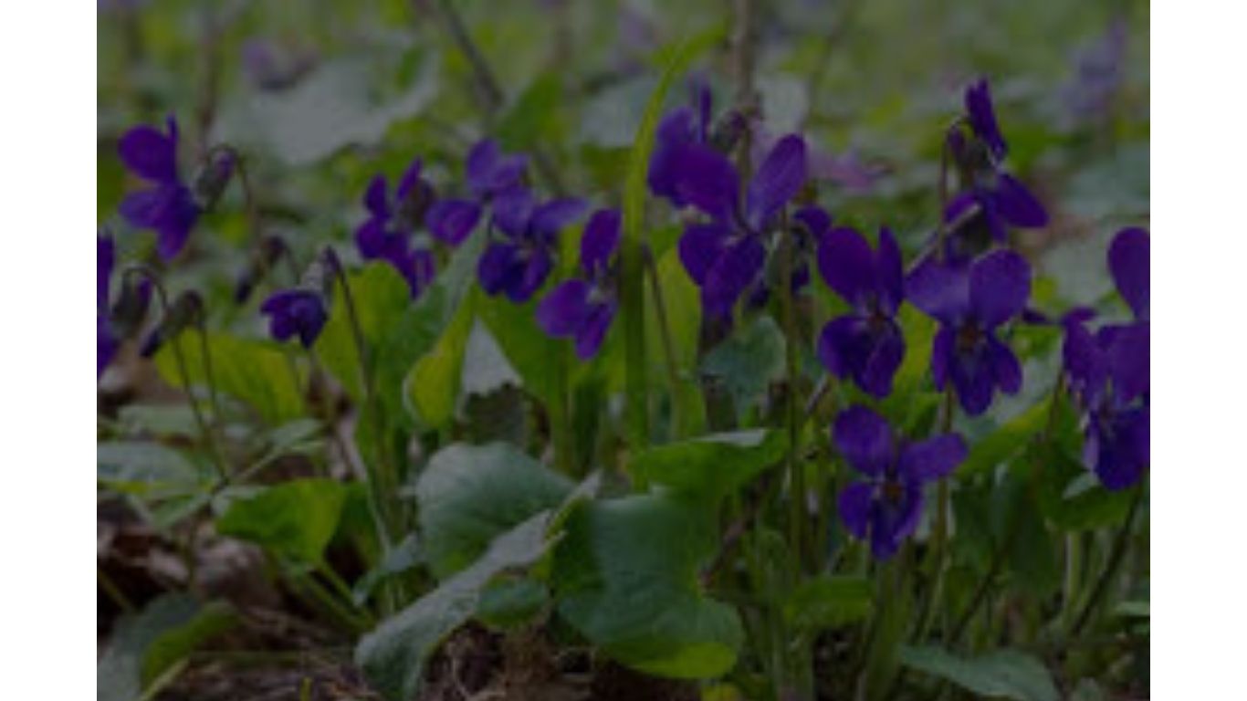 viola odorata w