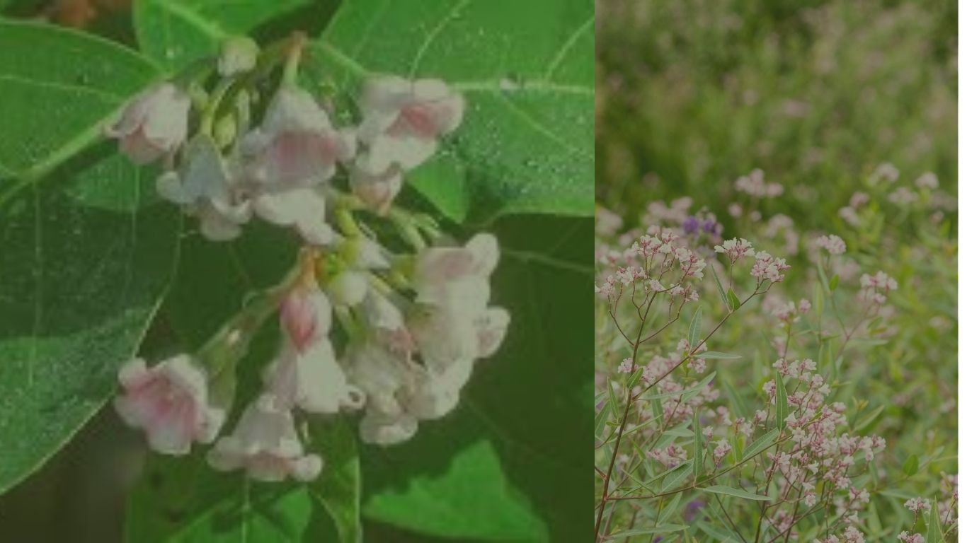 Apocynum Androsaemifolium