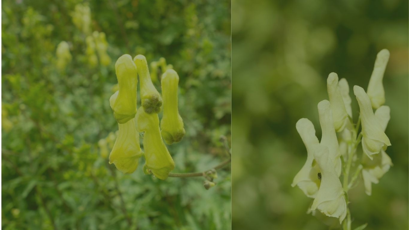 aconitum lycoctonum w