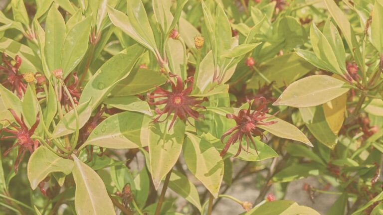 anisum stellatum w