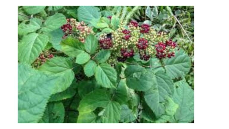 aralia w