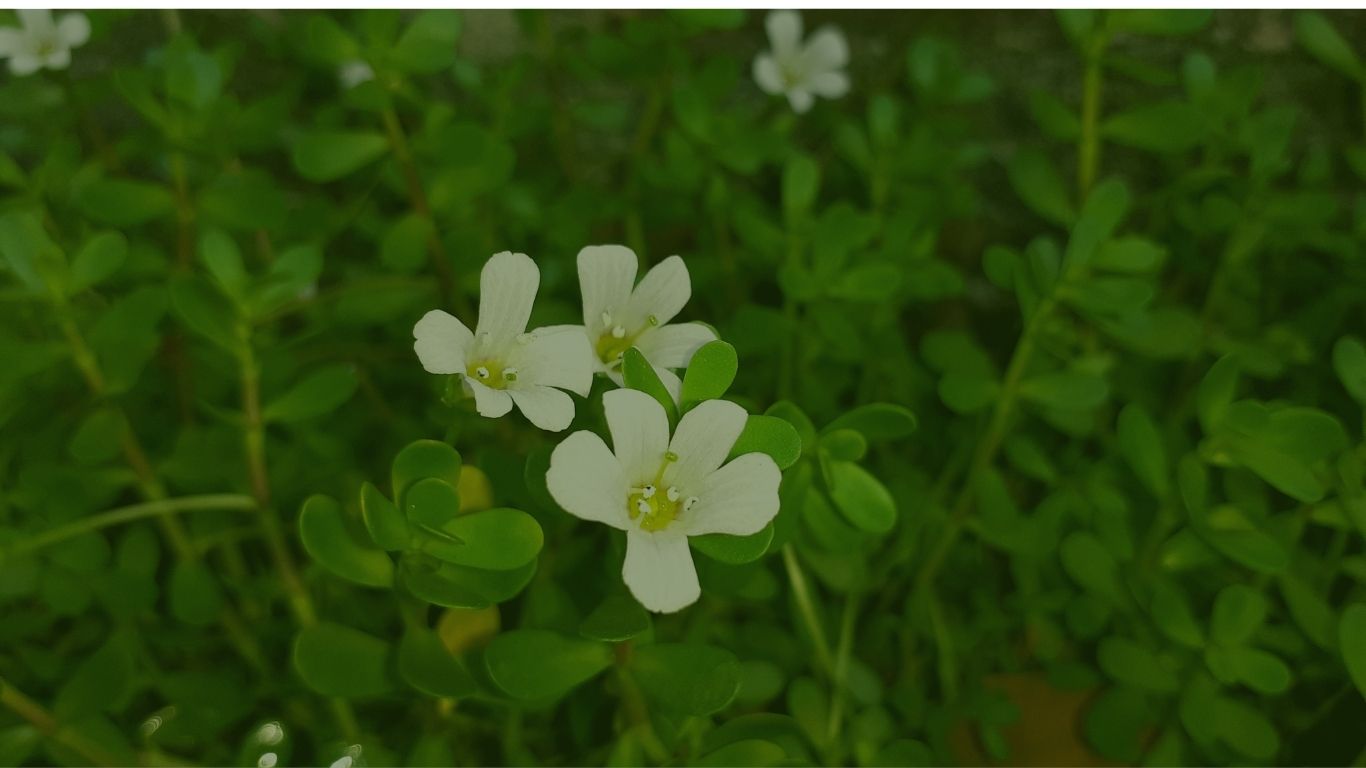 bacopa w