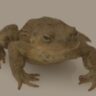 bufo rana w