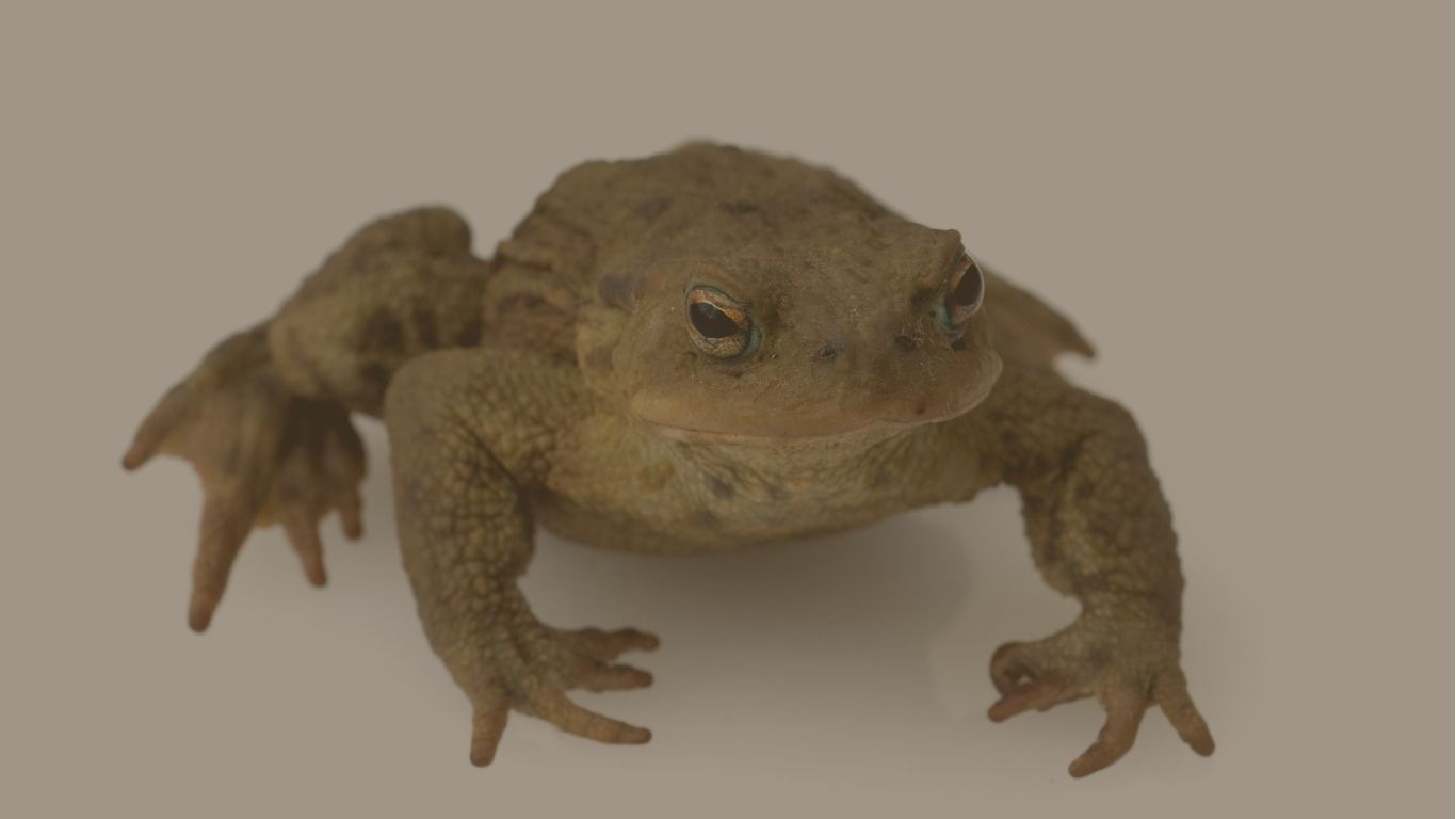 bufo rana w