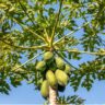 carica papaya w