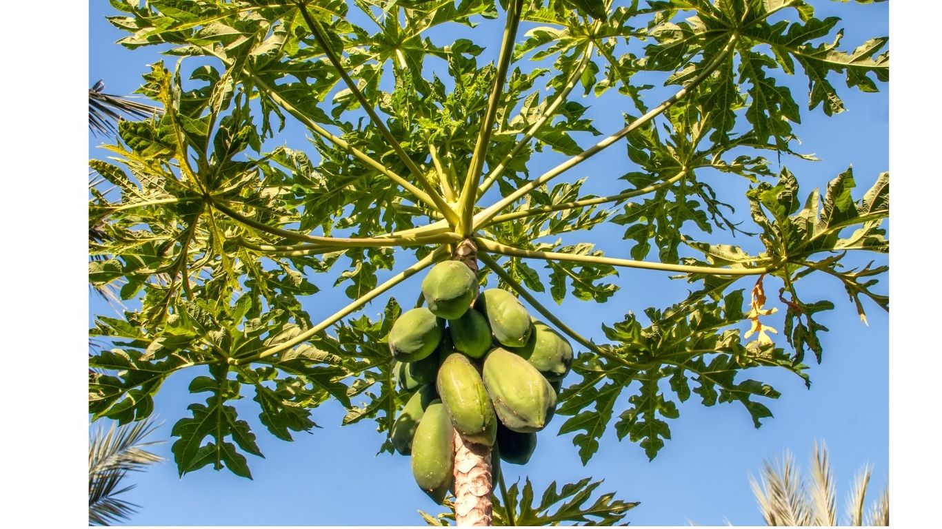 carica papaya w