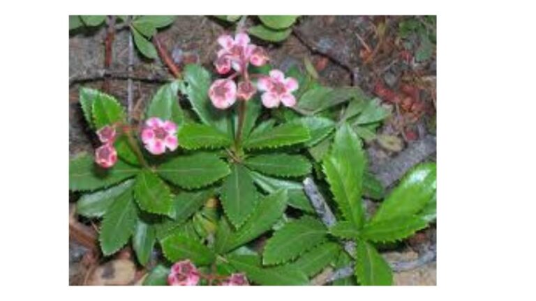 chimaphila w