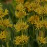 gentiana w