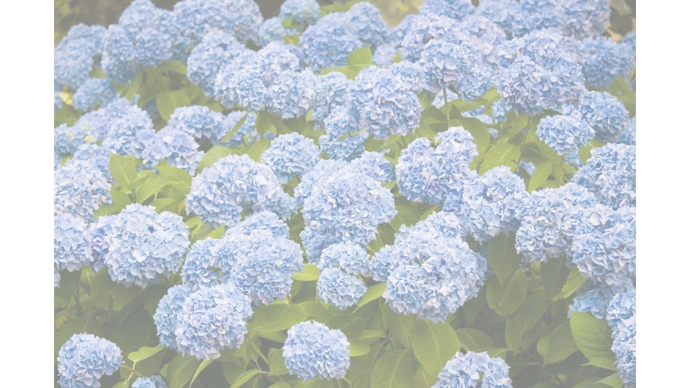 hydrangea w