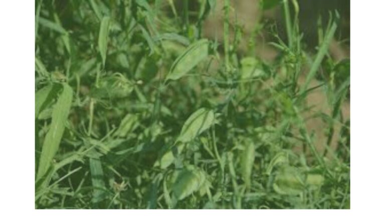 lathyrus w