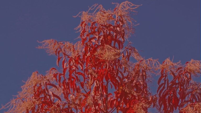 oxydendron w
