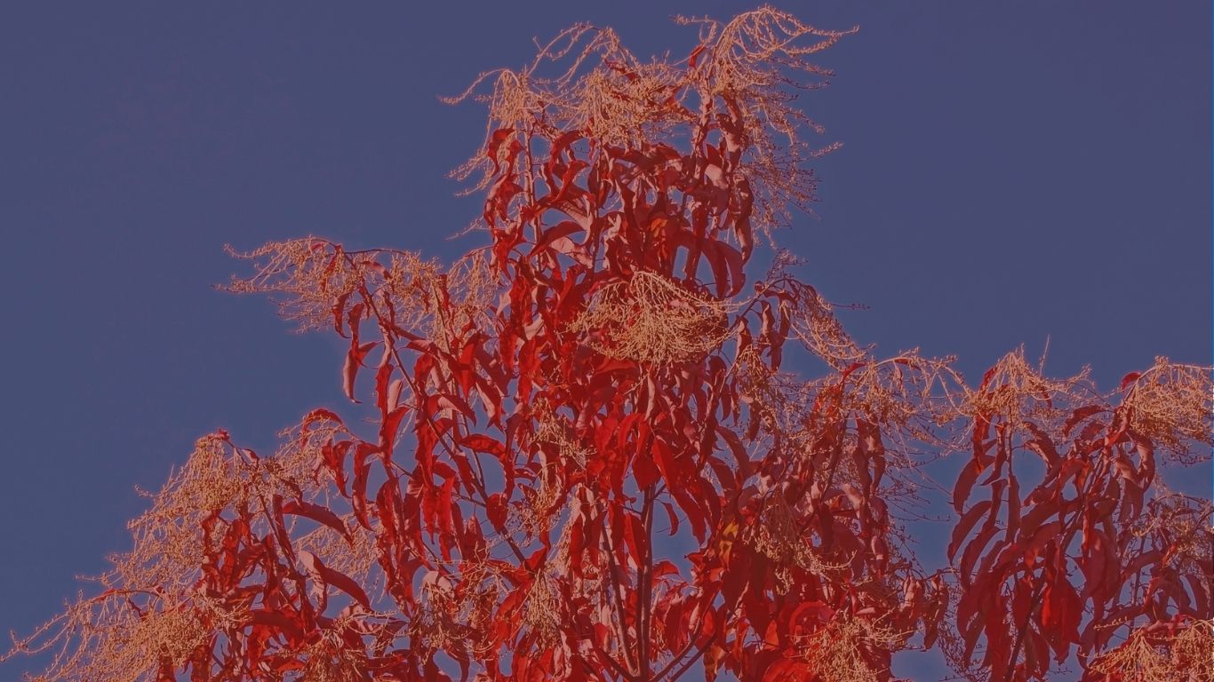 oxydendron w