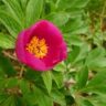 paeonia
