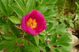paeonia