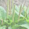 plantago major w