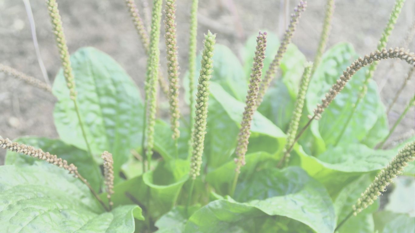 plantago major w