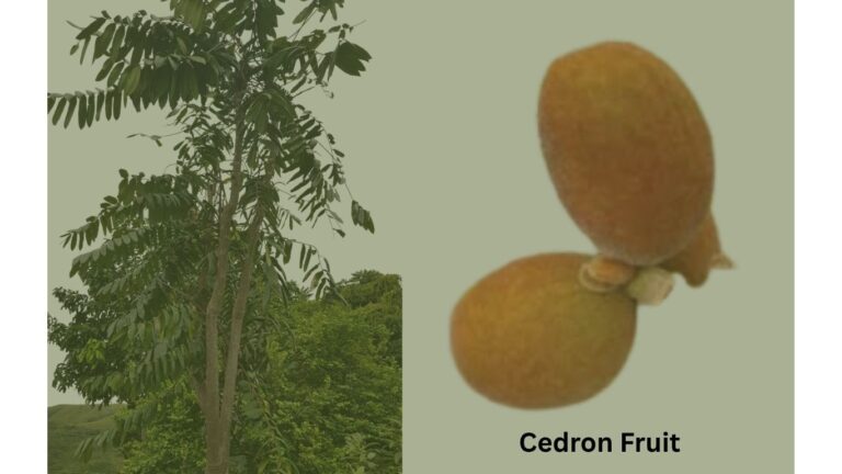 Cedron w