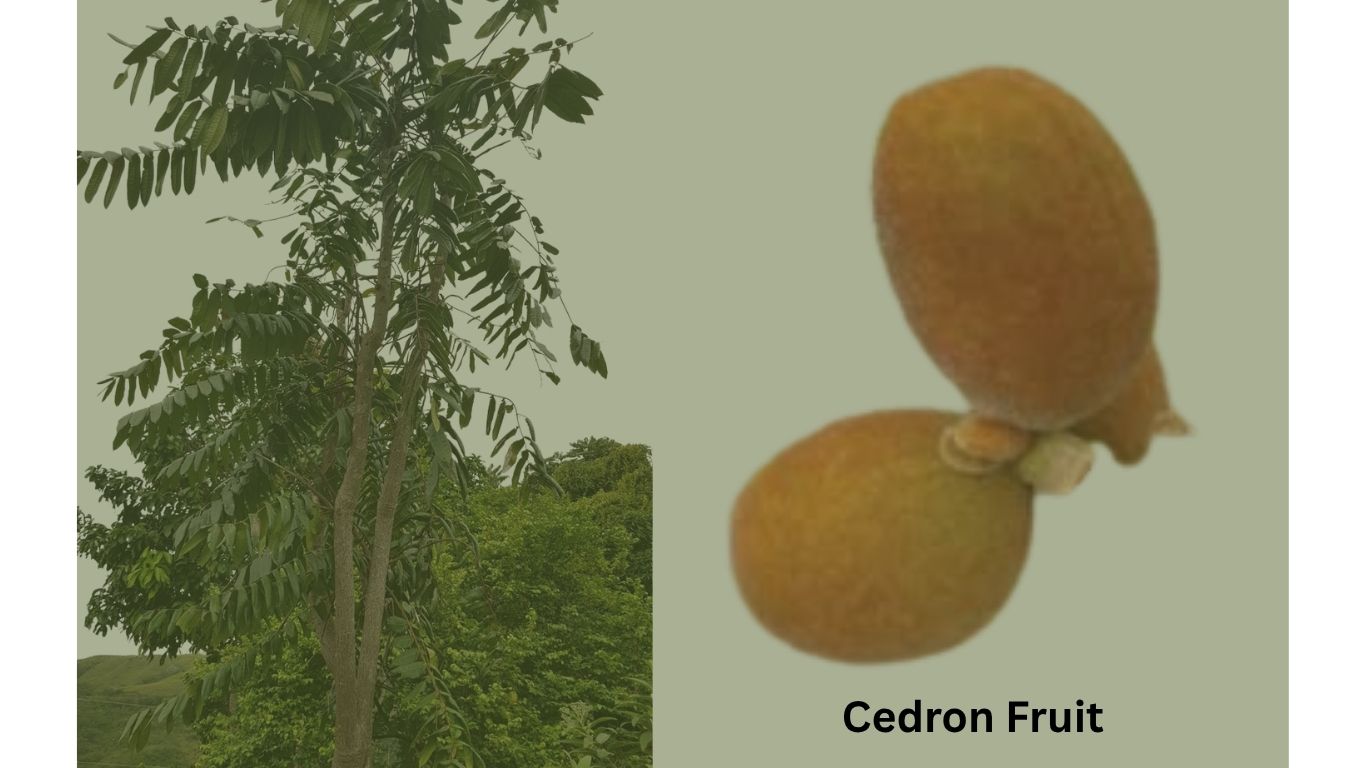 Cedron w