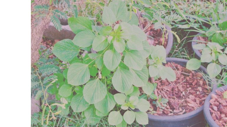 acalypha w
