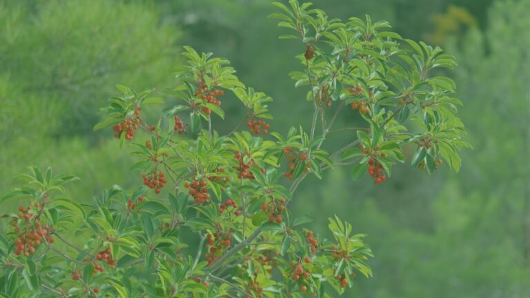 arbutus andrachne w