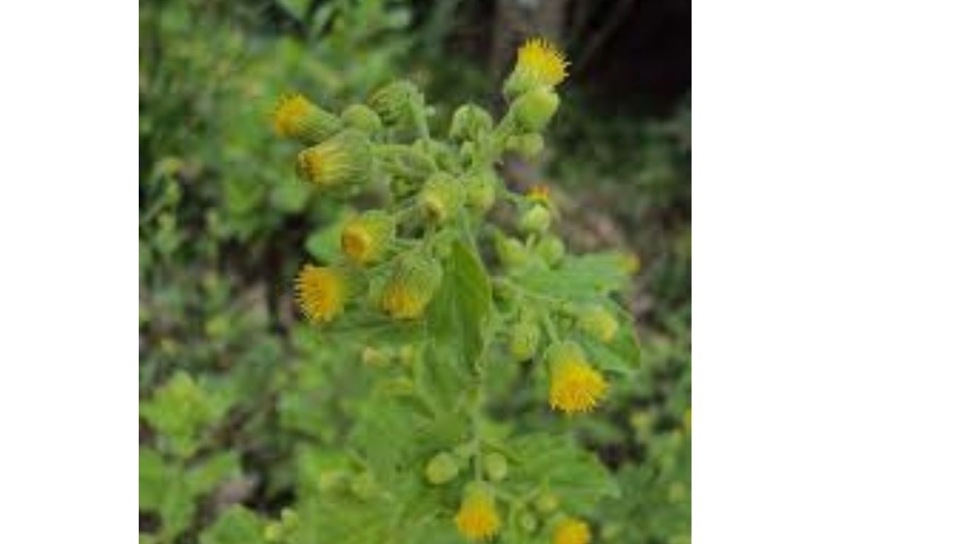 Homeopathic Medicine Blumea Odorata 1 blumea odorata w