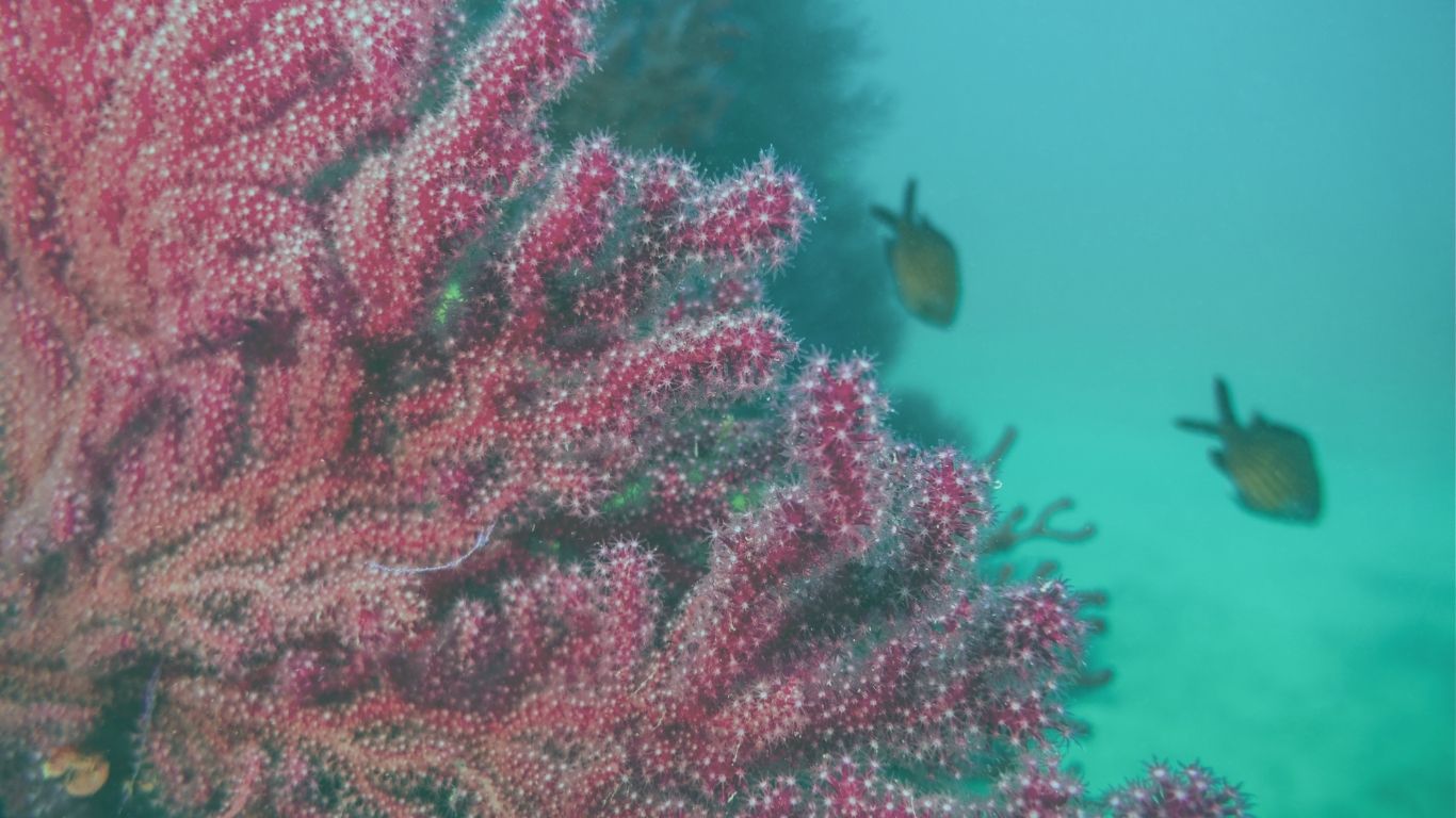 Homeopathic Medicine Corallium Rubrum 1 corallium w