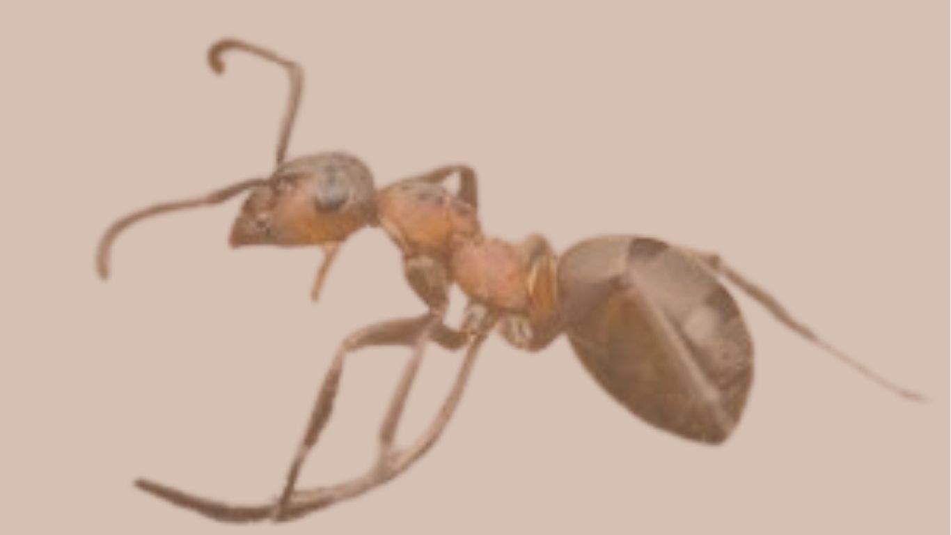 formica rufa w