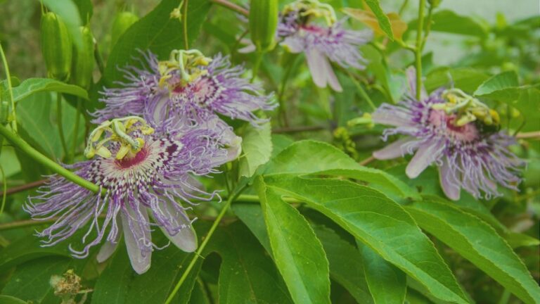 passiflora incarna w