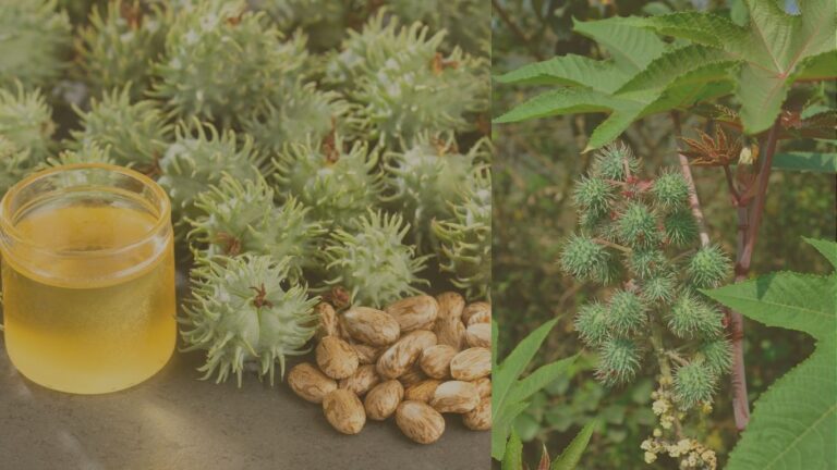 ricinus communis w