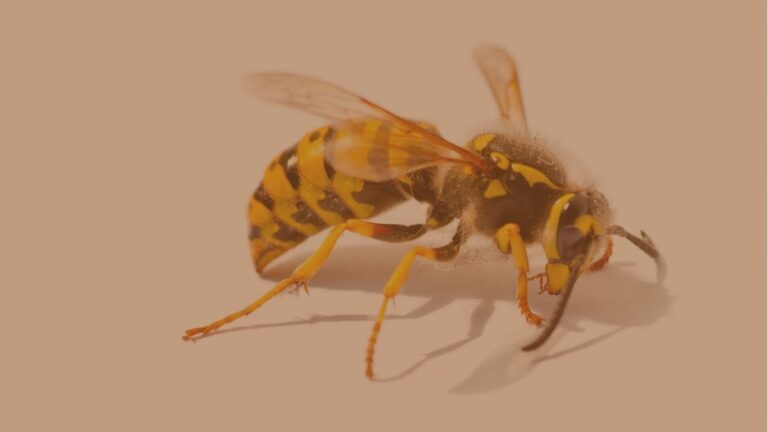 vespa crabro