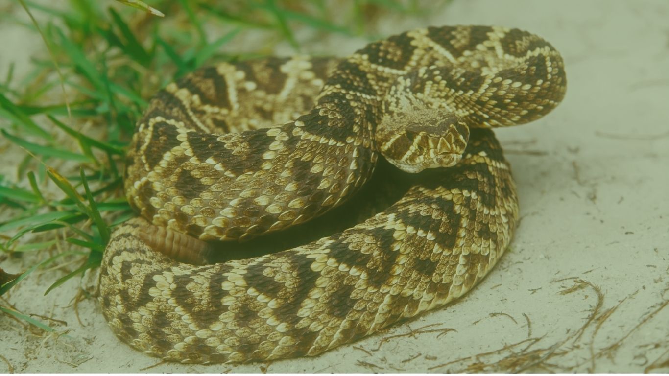 crotalus horridus w
