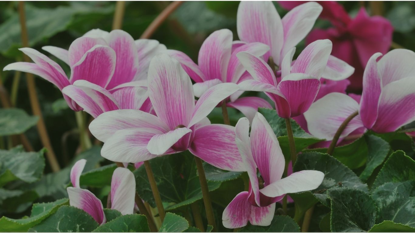 cyclamen w