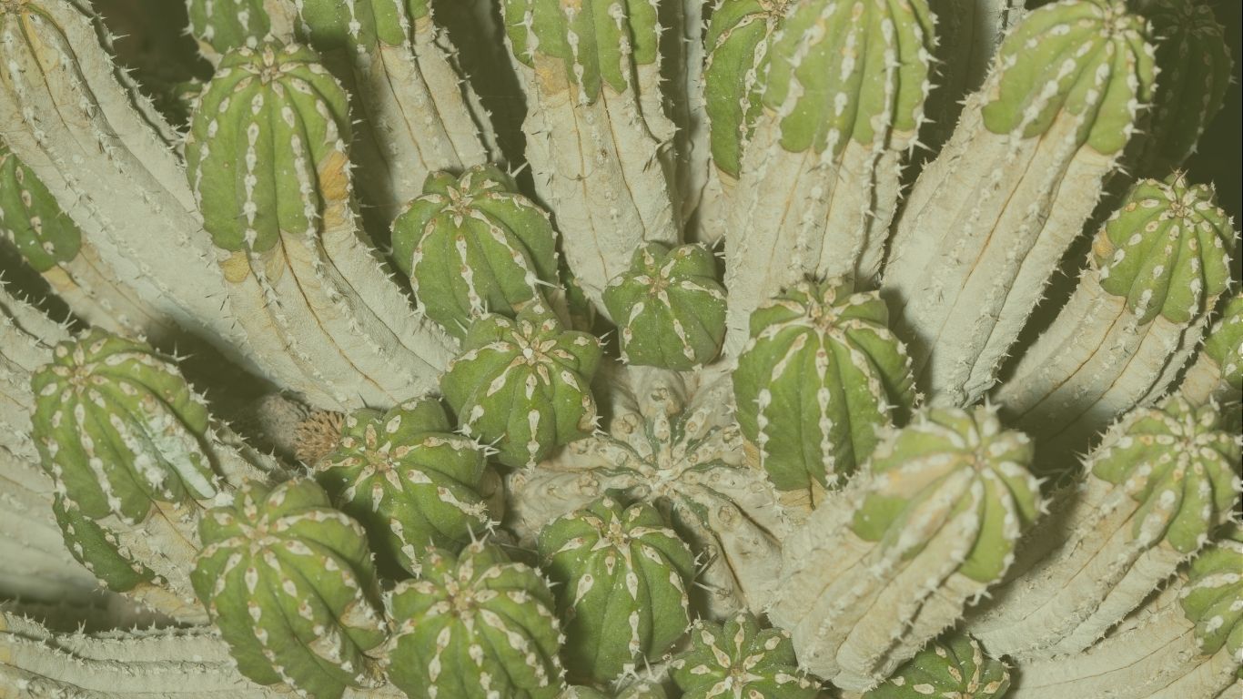 euphorbium officinarum w