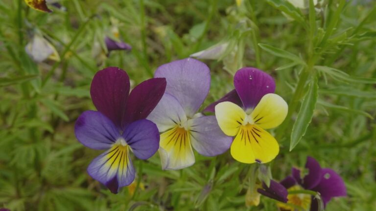 viola tricolor