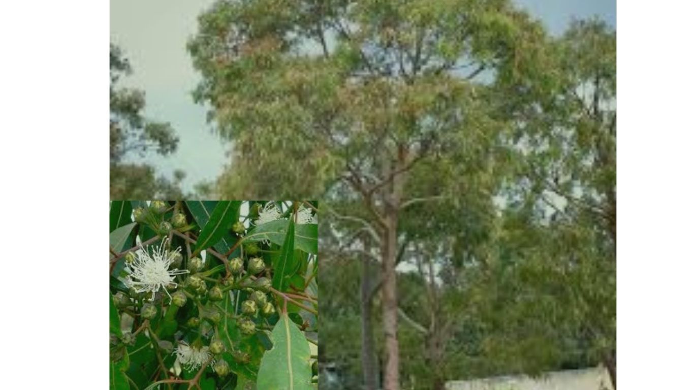 angophora costata w