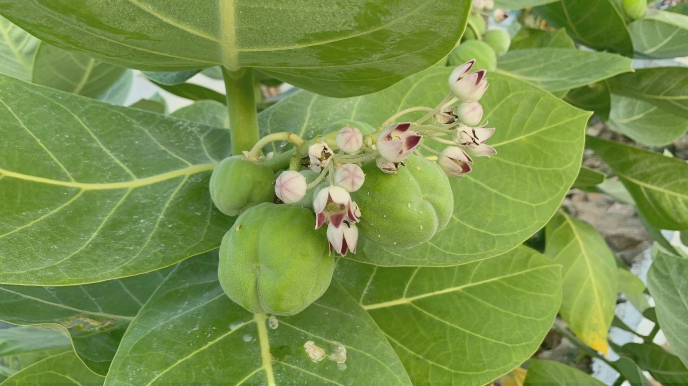 calotropis w