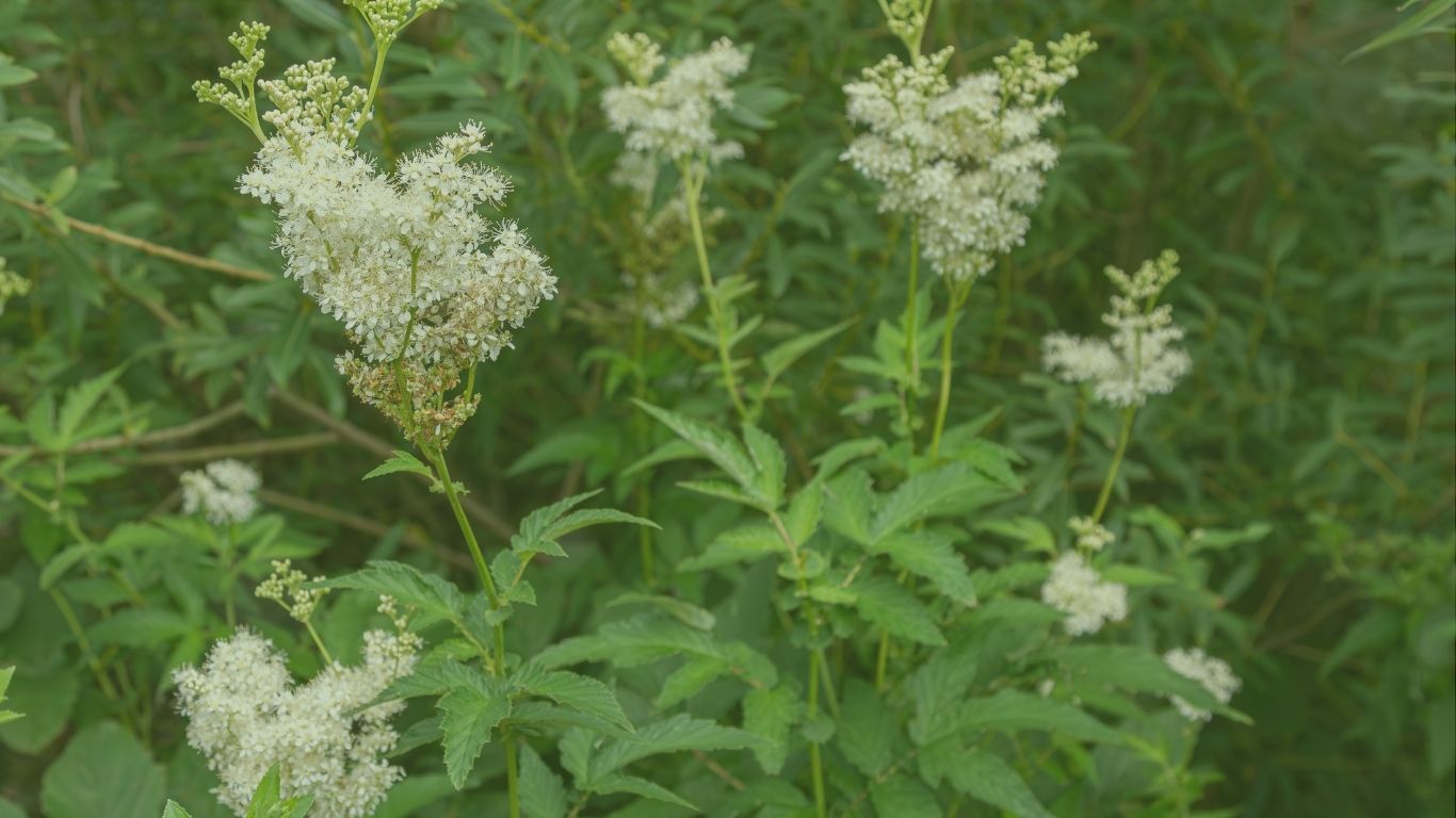 filipendula w