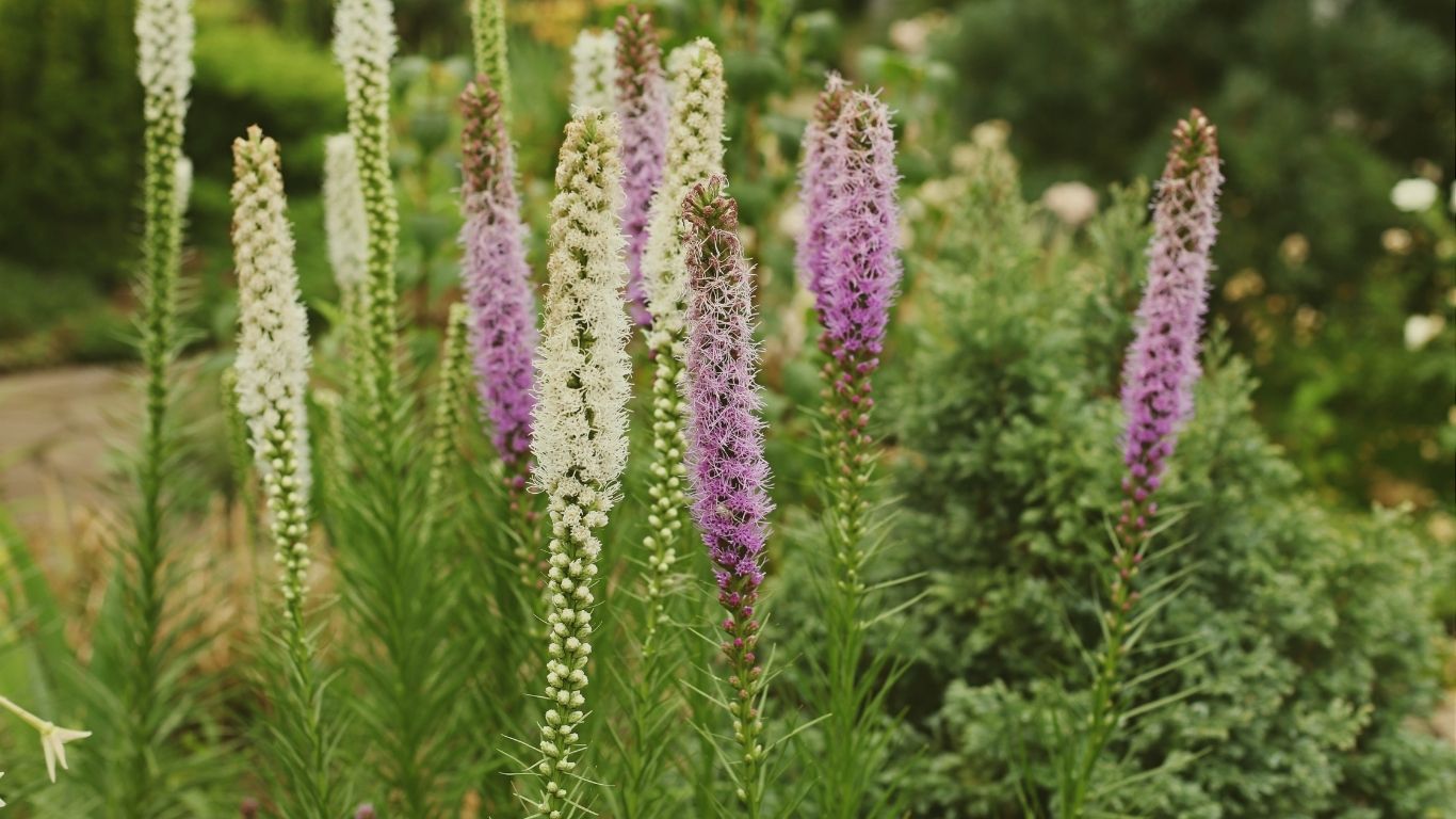 liatris spicata w