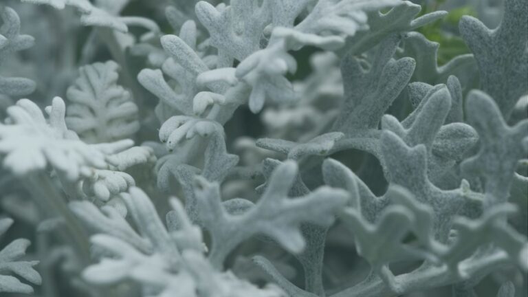cineraria maritima w