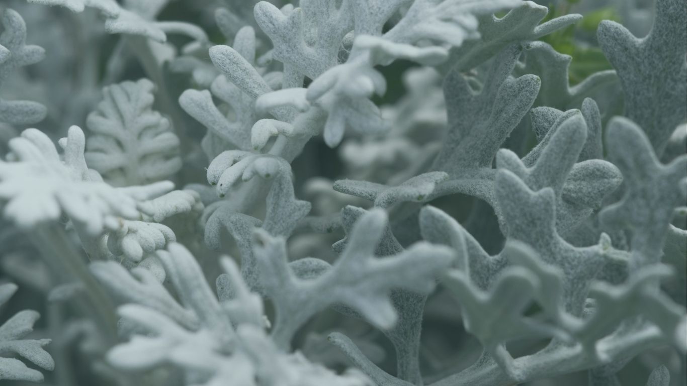 cineraria maritima w